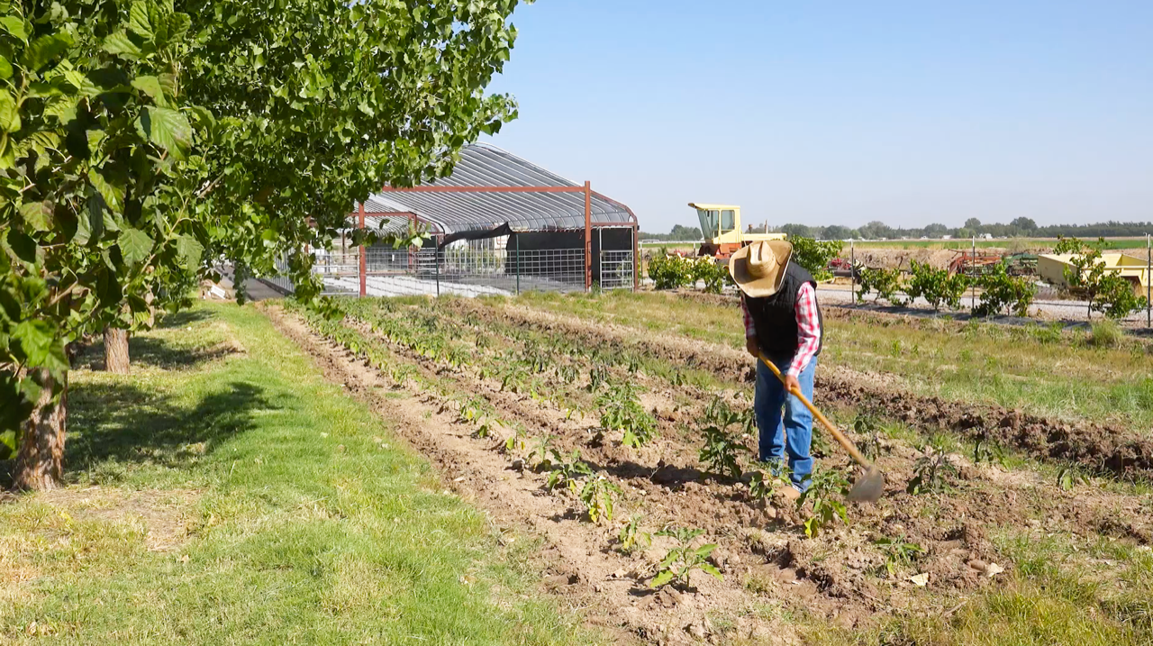 Oscar Gutierrez Farms