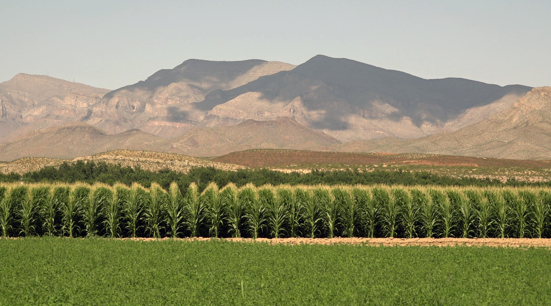 chile and corn fields in Garfield